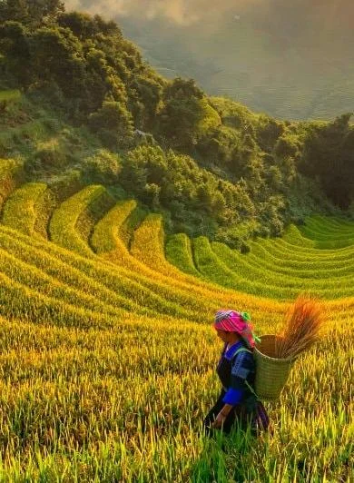 Vietnam's Rice Terraces: A Breathtaking Natural Wonder and Cultural Heritage